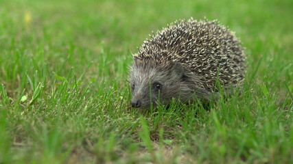 Wild hedgehog walks on green grass. Hedgehog in the nature.
