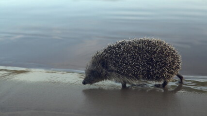 A wild hedgehog walks on the beach along the river
