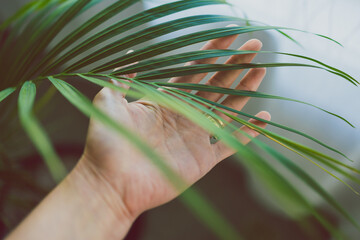 close-up of hand touching palm tree leafindoor next to window light