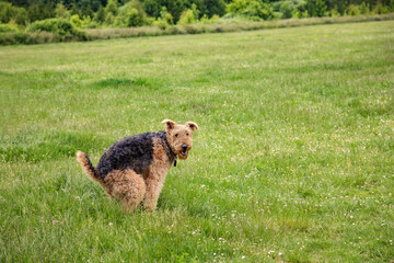 Dog squatting and taking a poop on green grass with trees in the background	