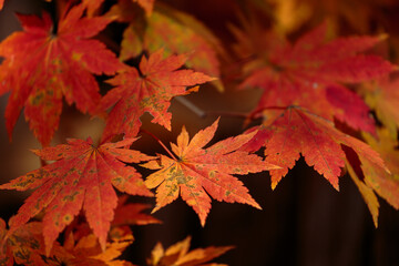 Naklejka na ściany i meble Red leaves of Korea maple. Natural autumn background. Bright maple tree. 