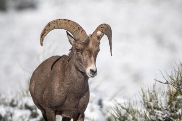 Obraz premium big horned sheep in winter