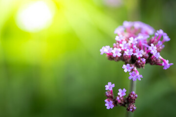 The background image of the colorful flowers