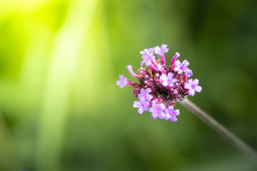Obraz premium The background image of the colorful flowers