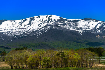 Fototapeta premium 日本 残雪の栗駒国定公園栗駒山と高原の牧場