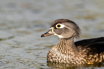 female wood duck in the water