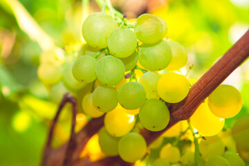 Sweet Riesling Grape