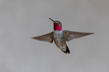 hummingbird in flight