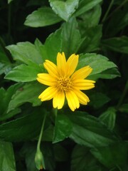 yellow flower with leaves