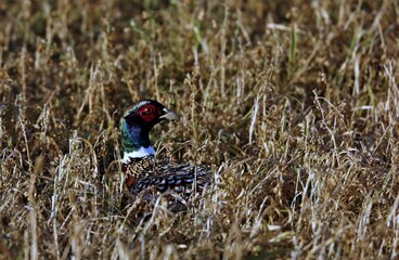 Pheasant hidden in the tall grass