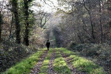 walking in the woods