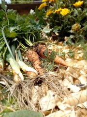 shrimp and vegetables
