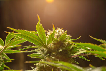 Marijuana leaves and bud.