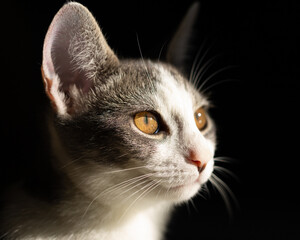 Domestic Short Hair Cat Portrait