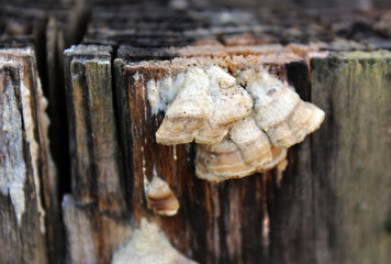 Fototapeta na wymiar close up of a mushroom