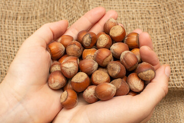 Women hands put hazelnuts in burlap sack. Closeup of filberts heap, top view. Healthy organic food concept. Farm products.