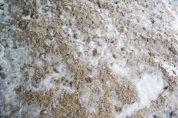 white molds cover organic compost made of cow manure and chaff 