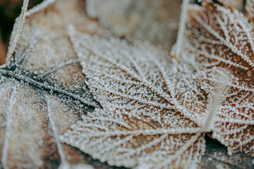 frost on leaves