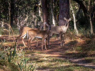 Naklejka na ściany i meble Female White Tail Deer on a Hiking Trail