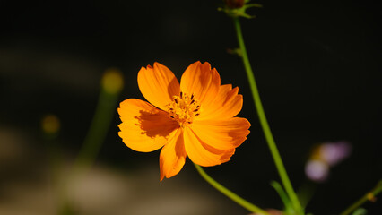 Flowers in the city park. Floral background for web design