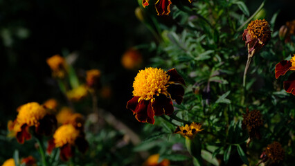Flowers in the city park. Floral background for web design