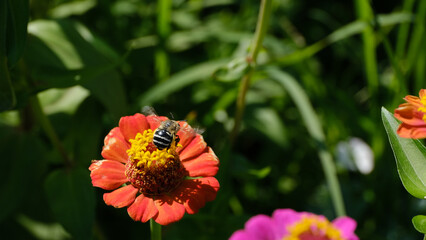 Flowers in the city park. Floral background for web design