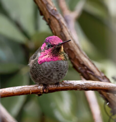 Hummingbird taking a rest on a branch