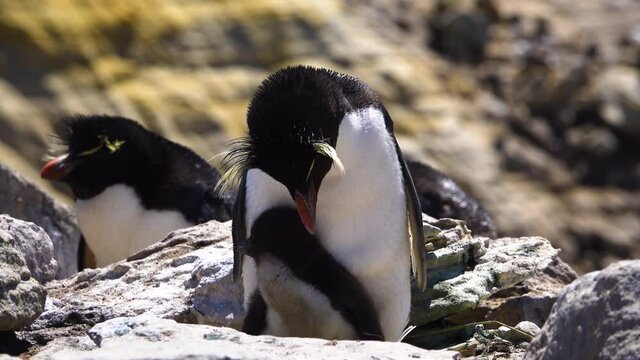 Daddy Penguin stands on the stone to tidy up his feathers. The little penguin relies on his father and acts like a baby to him.