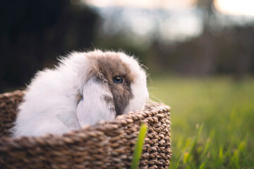 Bunny in basket