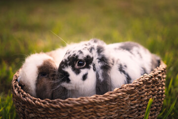 Two bunnies in a basket