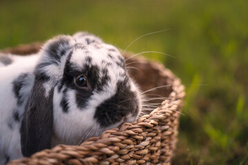 Bunny in basket
