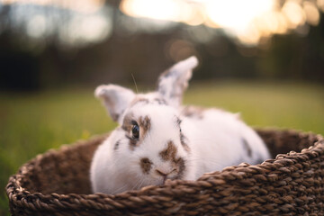 Bunny in basket