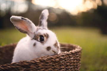 Bunny in basket