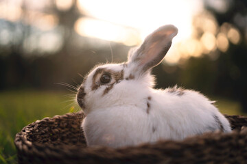 Bunny in basket