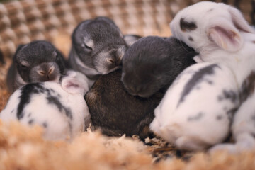 Baby bunnies
