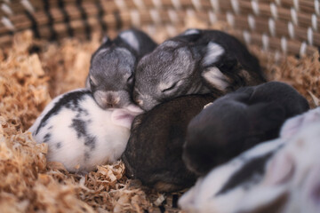 Baby bunnies