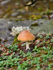 とても美味しそうに見えるキノコ