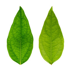 Obraz premium Bai-Ya-Nang leaf or Bamboo grass leaf (Tiliacora triandra) isolated on white background with clipping path