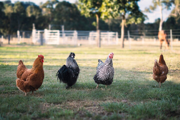 Chickens on farm