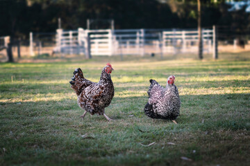 Chickens on farm