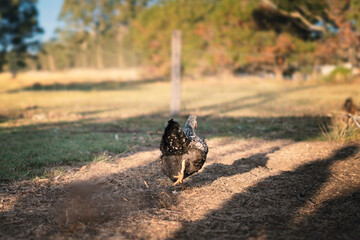 Chicken running