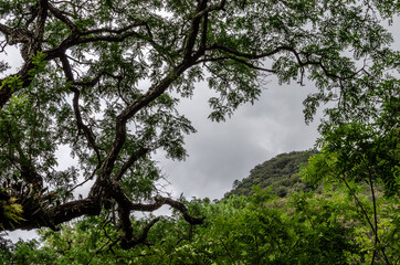 trees in the forest