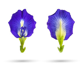Front and back of Blue Butterfly pea, Blue pea, Asian pigeonwings (Clitoria ternatea) isolated on white background with clipping path