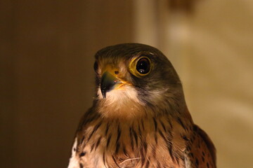 Hawk 