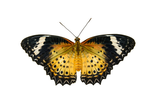 The butterfly have the name is Leopard Lacewing (Cethosia cyane euanthes), male isolated on white background