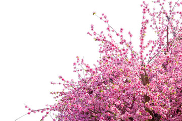 Sakura flower, Cherry blossom, Pink Sakura isolated on white background