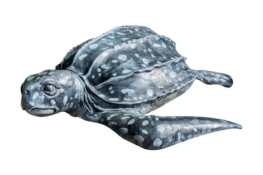 Leatherback Turtle (Dermochelys Coriacea) Statue, The Turtle Statue Mold From The Mortar Isolated On White Background