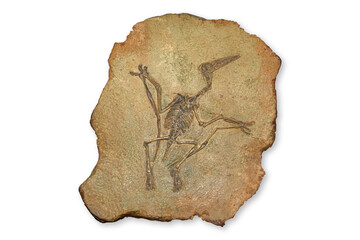 Pterodactyl Fossil, Pterodactylus Spectabilis, Fossil of prehistoric animals, Fossil trilobite...