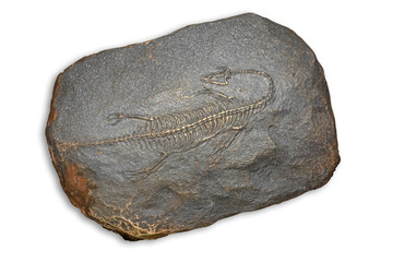Fossil of prehistoric animals, Fossil trilobite imprint in the sediment, Dinosaur fossil isolated on white background © Around Ball