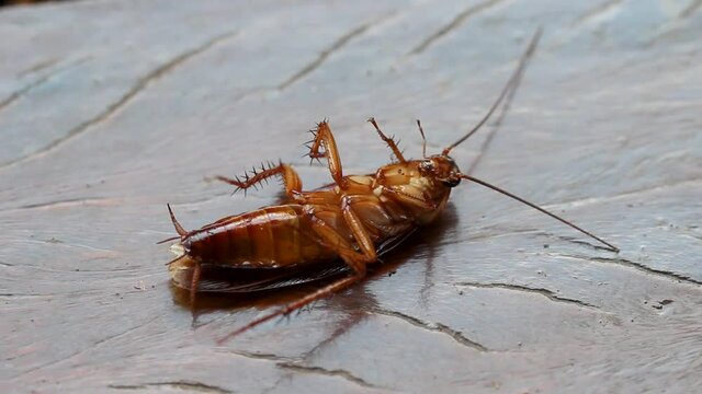 creepy roach, insect repellent. dying cockroach close up. insecticide and pesticide concept